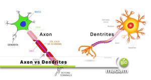 pseudounipolar axon vs dendrite