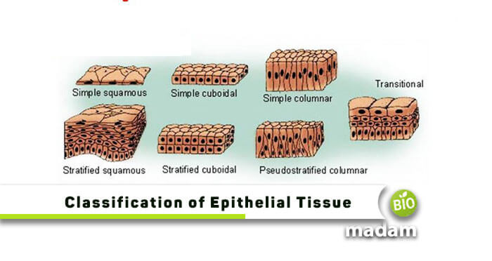 How is Epithelial Tissue Classified? - biomadam
