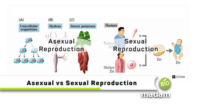 Asexual Vs Sexual Reproduction Biology Wise - Riset