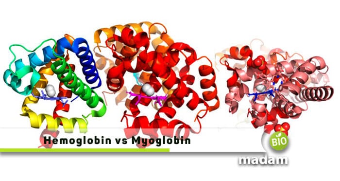 Difference Between Hemoglobin And Myoglobin Biomadam