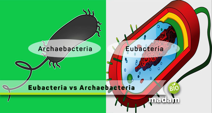 eubacteria and archaebacteria