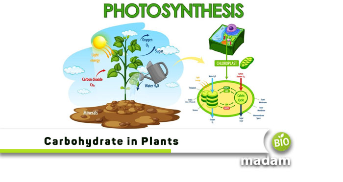 Function of Carbohydrates in Plants - biomadam