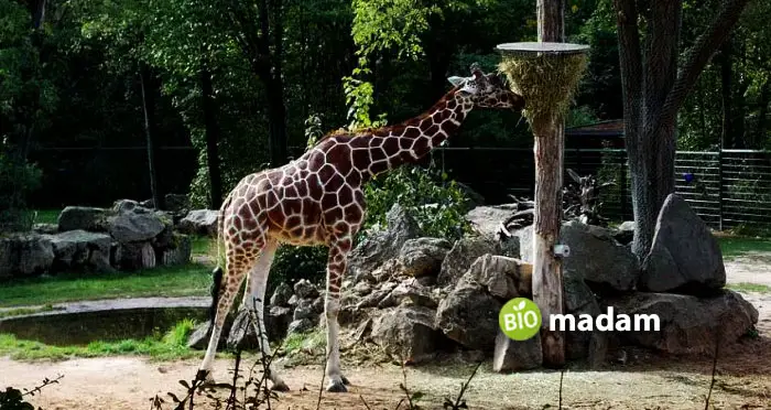 Giraffe-in-Lainzer-Zoo