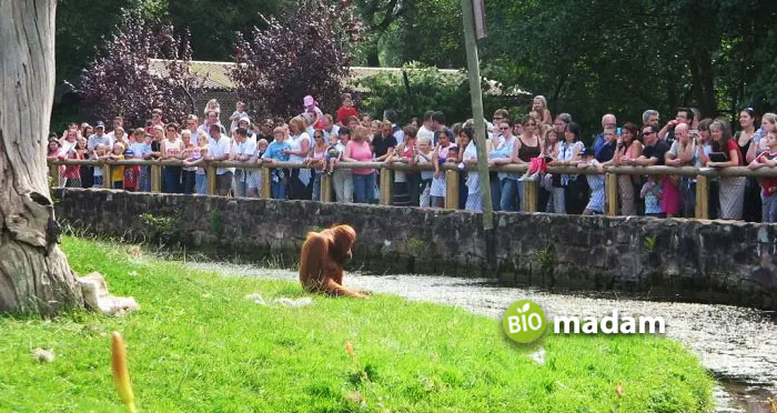 Orangutan-at-Chester-Zoo