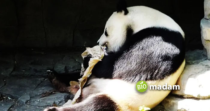 Panda-Relaxing-at-Smithsonian-Zoo