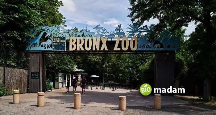 The-Bronx-Zoo