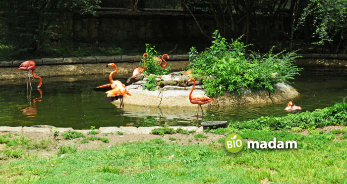 aribbean-flamingoes-jackson-zoo