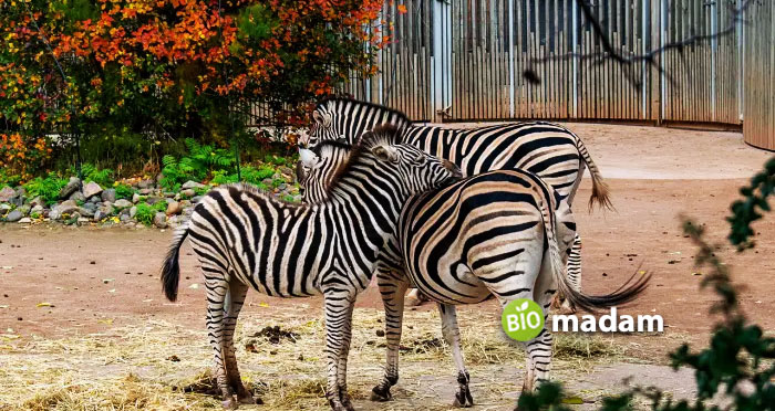 zebras-in-African-Zoo